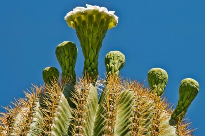 Saguaro bloom