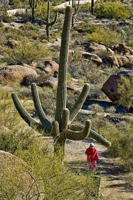 Multi-armed saguaro