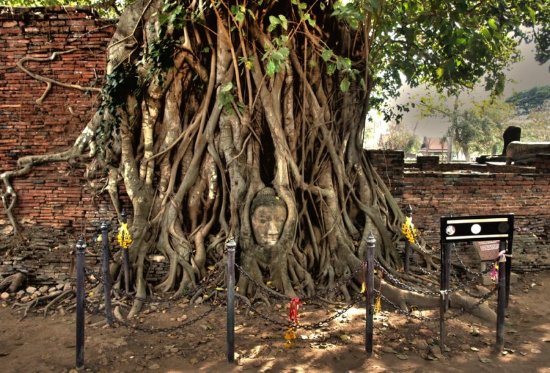 Ayutthaya Roots with Lord Buddha's face