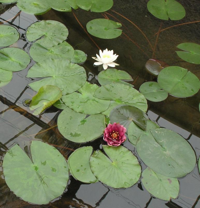 Botanical garden Chiang Mai