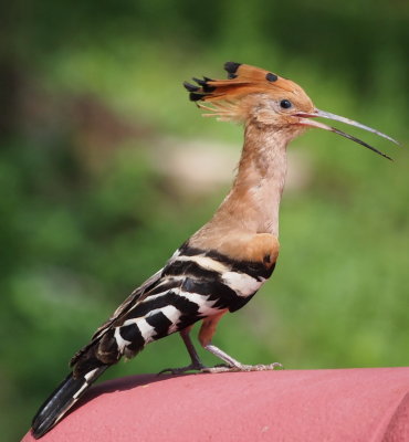 Hoopoe