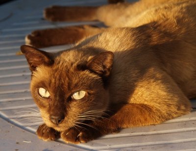 Me wild cat