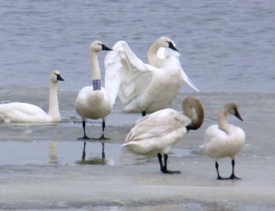 tundra_swan