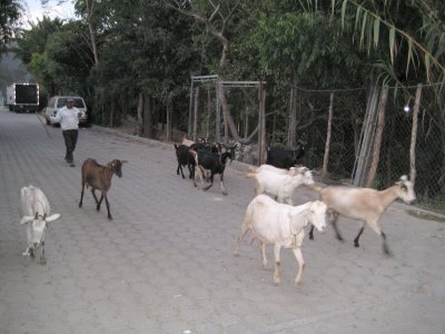 A goat herder comes through town...Want some Milk??