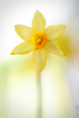 067 Daffodil
