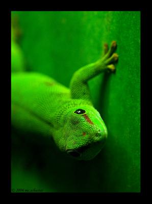 Gecko
