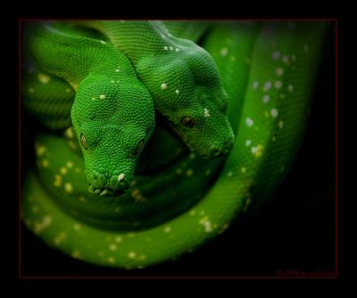 Python