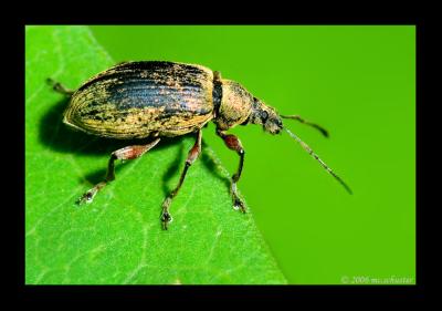 Phyllobius pomaceus Ruesselksefer 1