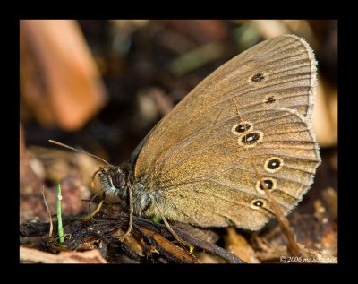 Bläuling (Lyaenidae) 3