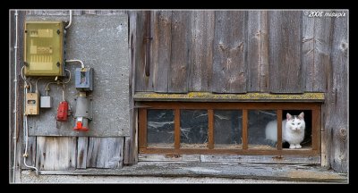 ElekroCat