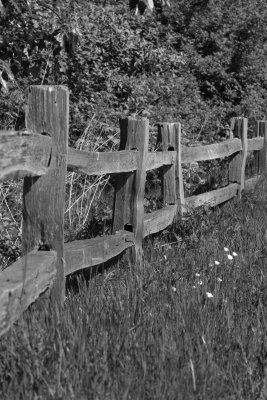 Fenced B&W
