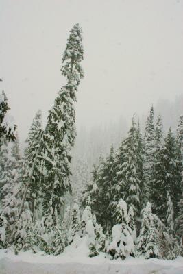 g4/02/371402/3/51909853.Rainier05025.jpg