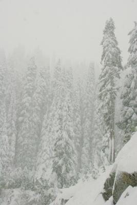 g4/02/371402/3/51909872.Rainier05030.jpg
