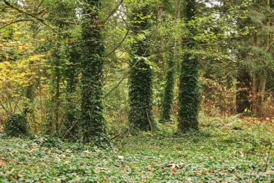 g4/02/371402/3/52257185.Strangledforest.jpg