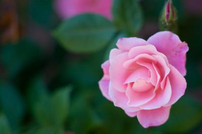 A Soft Rose
