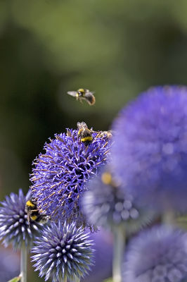 Bumblebees