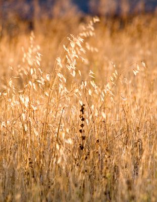 Depth of the Field