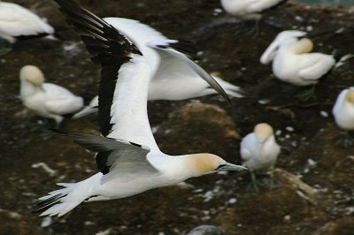 Depth of Flight