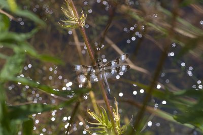 pond jewels: 12-spotted skimmer