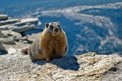 Posing Marmot