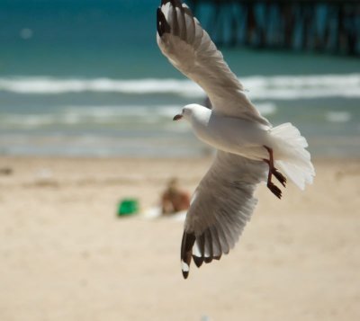 Beach Patrol