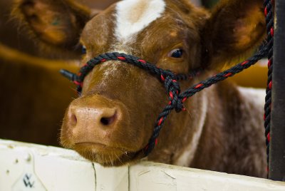 Where's the Beef?