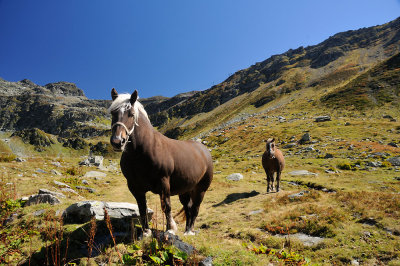 Alps