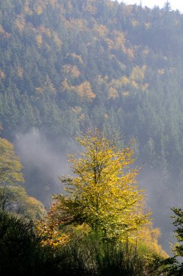 les Vosges