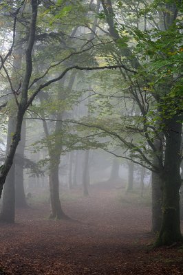 les Vosges