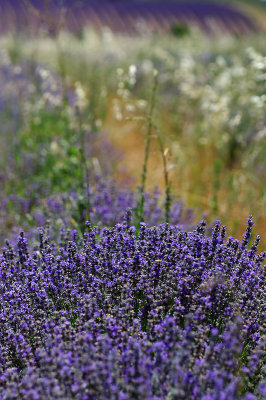 Provence, Valensole