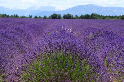 Provence, Valensole