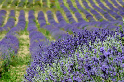 Provence