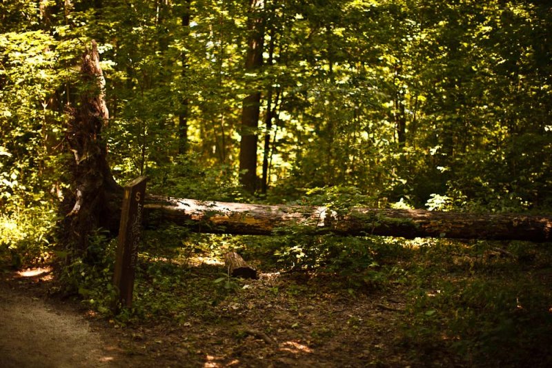 The Wild Wood - uprooted tree