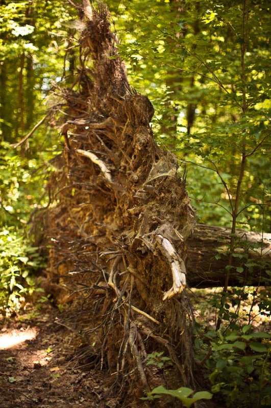 The Wild Wood - uprooted tree