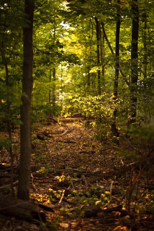 The Wild Wood