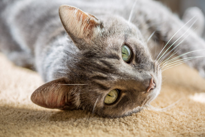 The obligatory cat photo