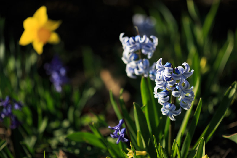 Spring Flowers