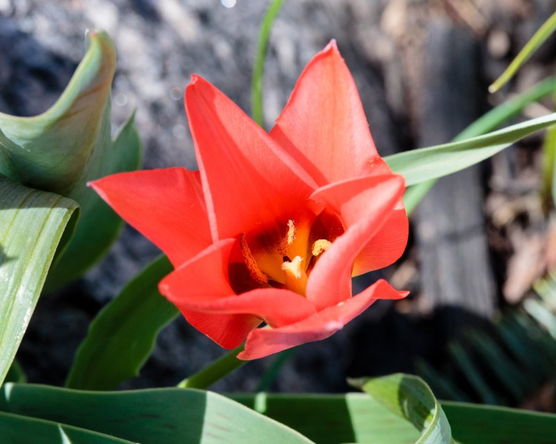Spring Flowers