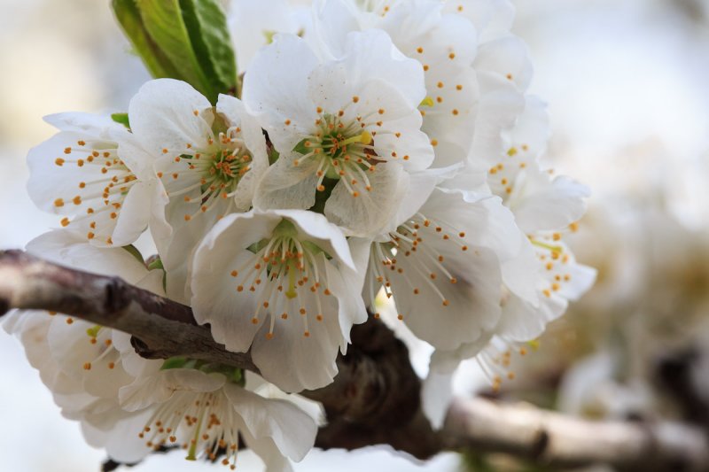 Cherry blossom