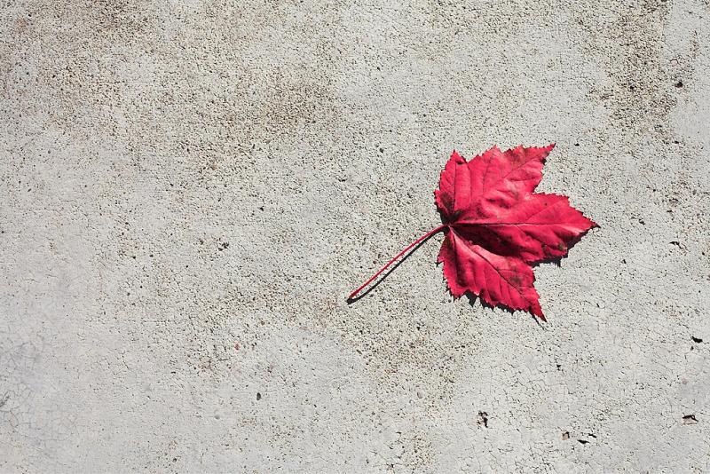 Leaf.jpg