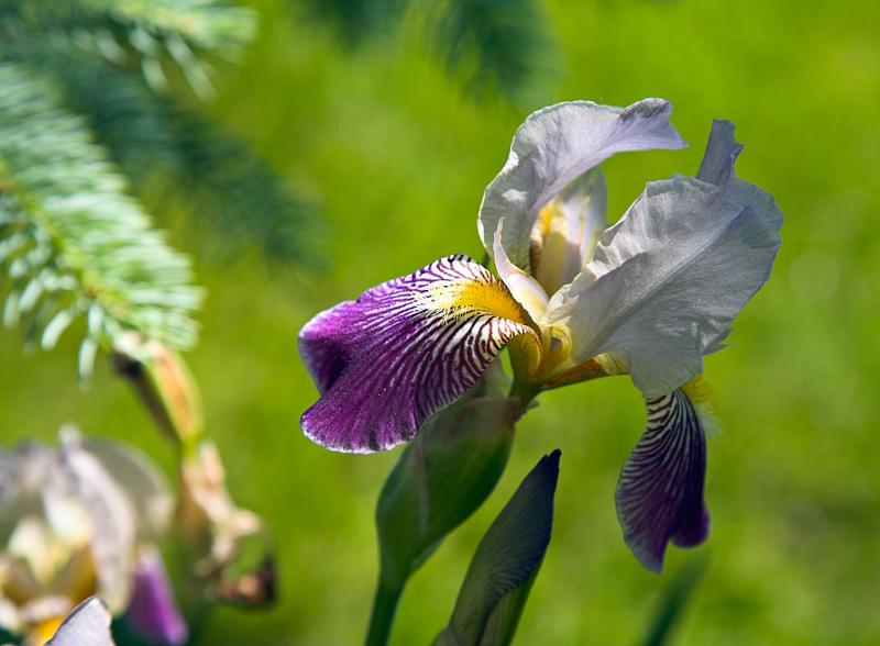 Iris