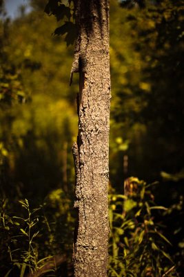 The Wild Wood