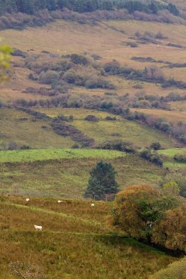 Sligo