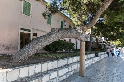 Propping up a tree
