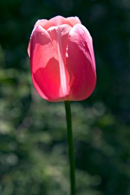Luminous Tulip