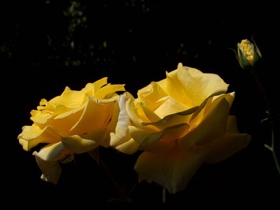 Yellow roses