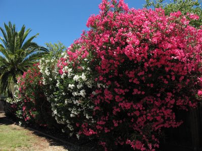 Oleanders