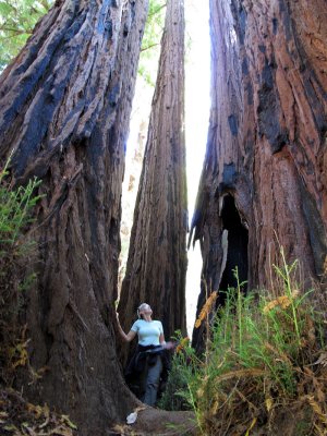 Giant sequoias on Pine Mountain Trail