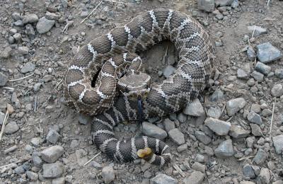 Angry baby rattlesnake