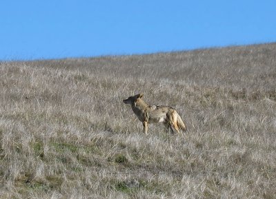 Coyote on Mission Peak to Monument Peak Trail